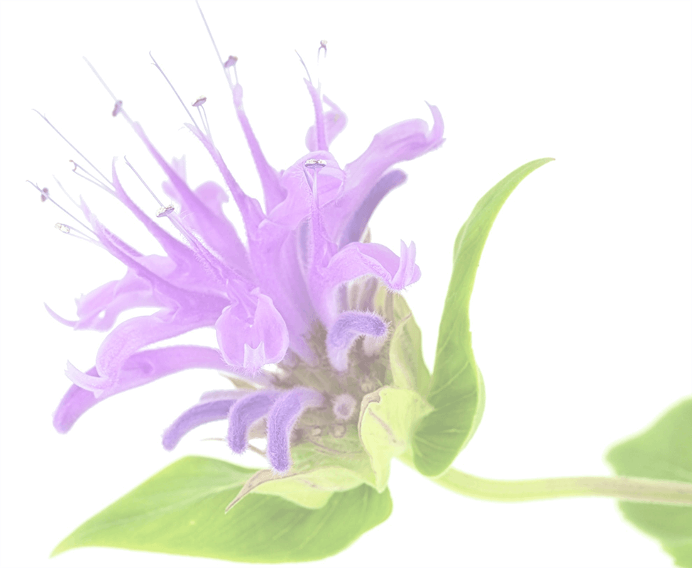 BERGAMOT - Imatge 2
