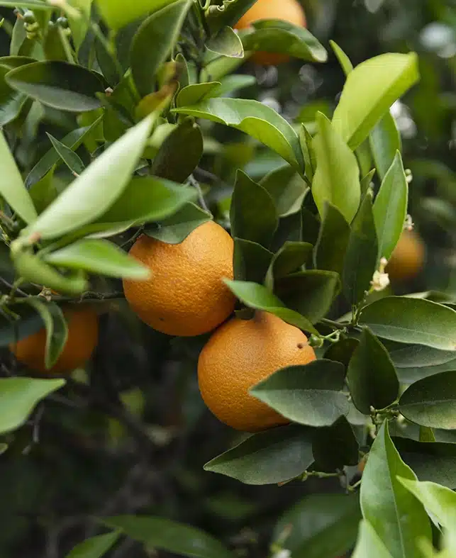 Taronges