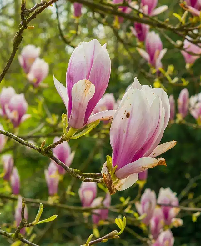 Flors